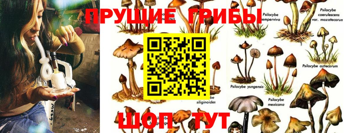 Можга  Псилоцибиновые грибы прущие грибы  Вход с VPN 